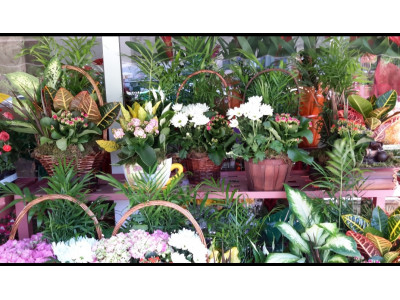 Floristería en Fuenlabrada con envío a domicilio gratis