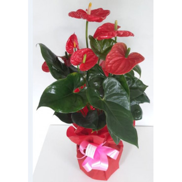 ANTHURIUM