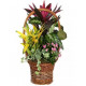 Baskets and Plants Baskets and Plants