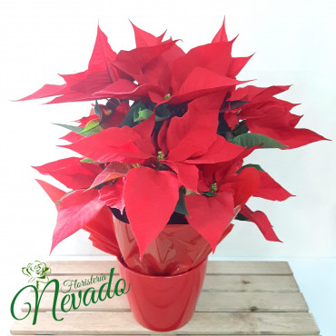 POINSETTIA